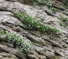 Preproga gorskih rož